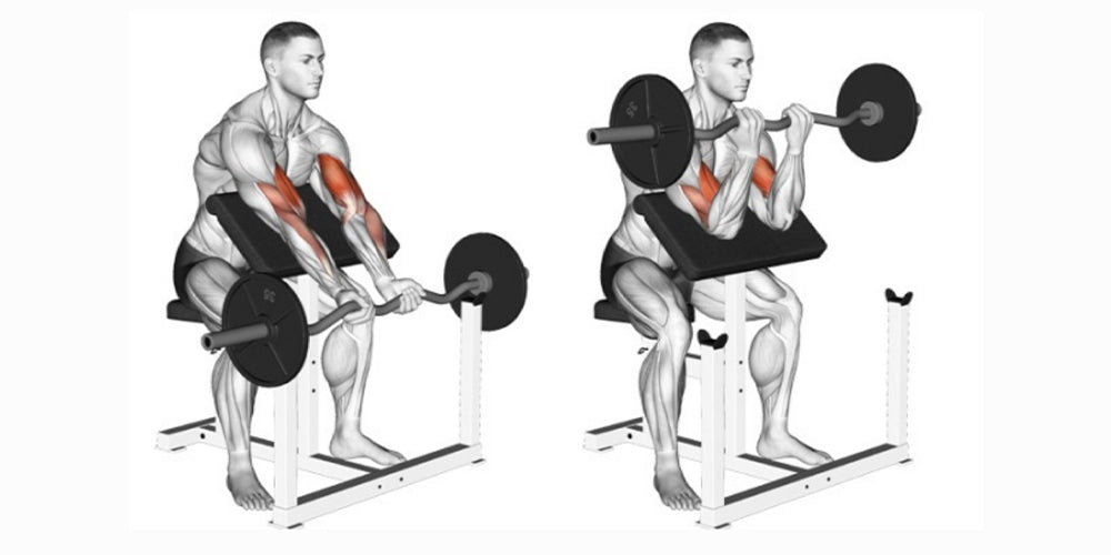 Barbell Preacher Curl