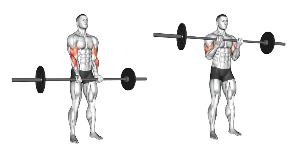 10 Best Barbell Workouts for Biceps Size and Strength – Born Tough