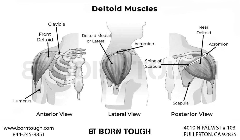 How Many Deltoids Do You Have?