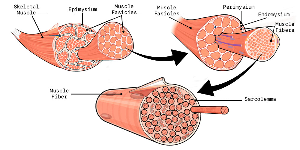 Muscle Fiber