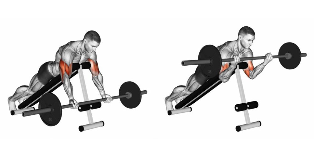 Prone Incline Barbell Curl