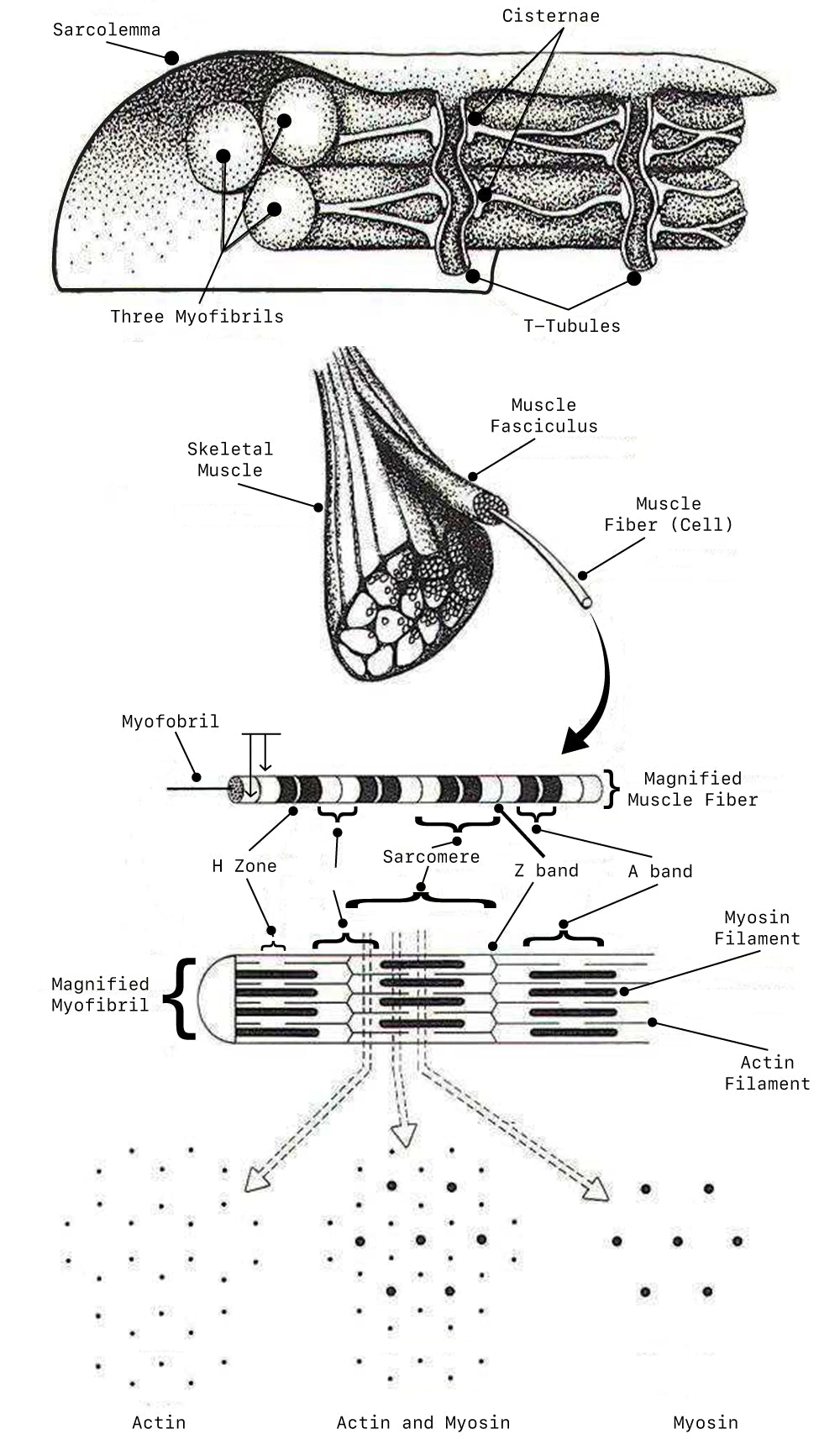 T-tubules