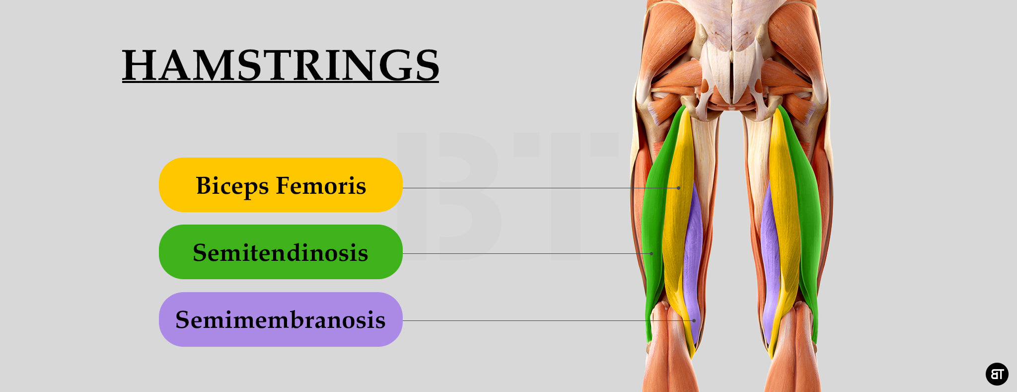 Anatomy Of Hamstring