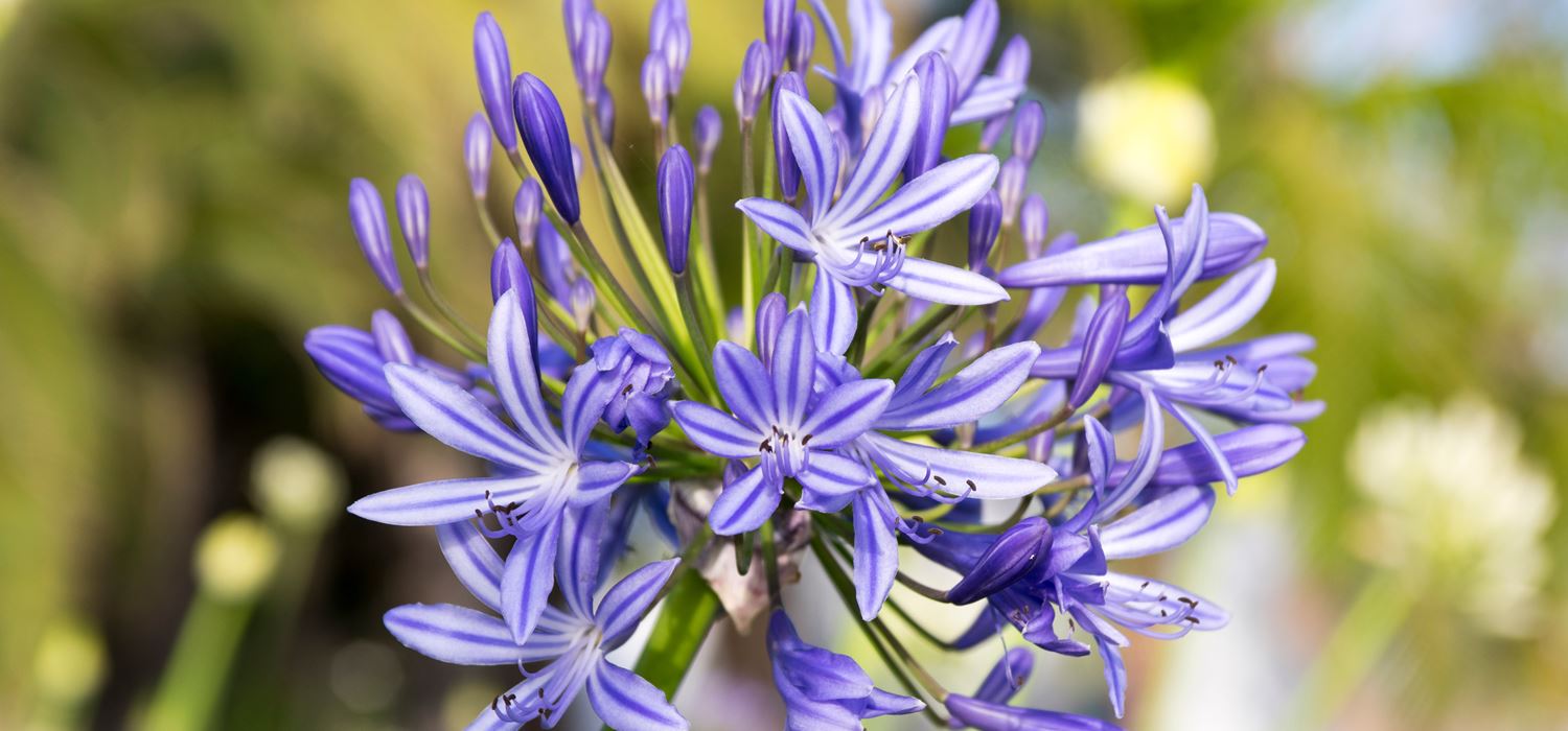 arti bunga agapanthus