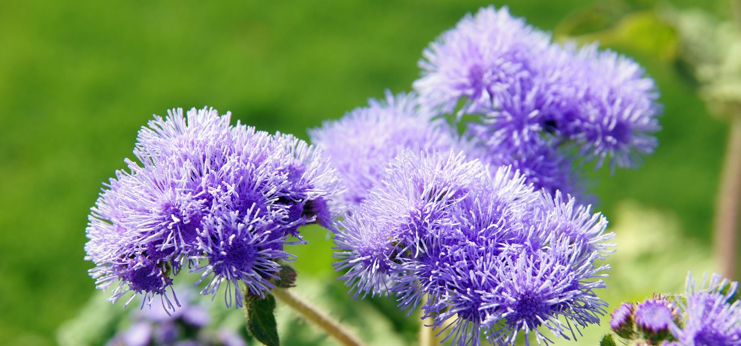 arti bunga ageratum