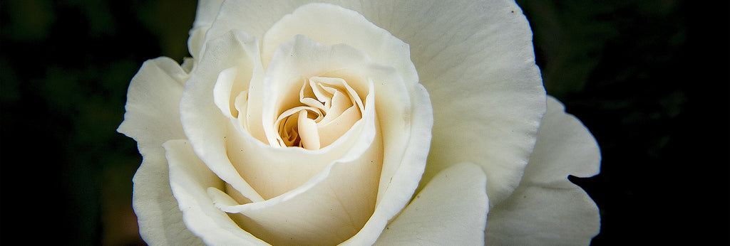 Makna Tersembunyi Dibalik Bunga Mawar Putih Three Bouquets