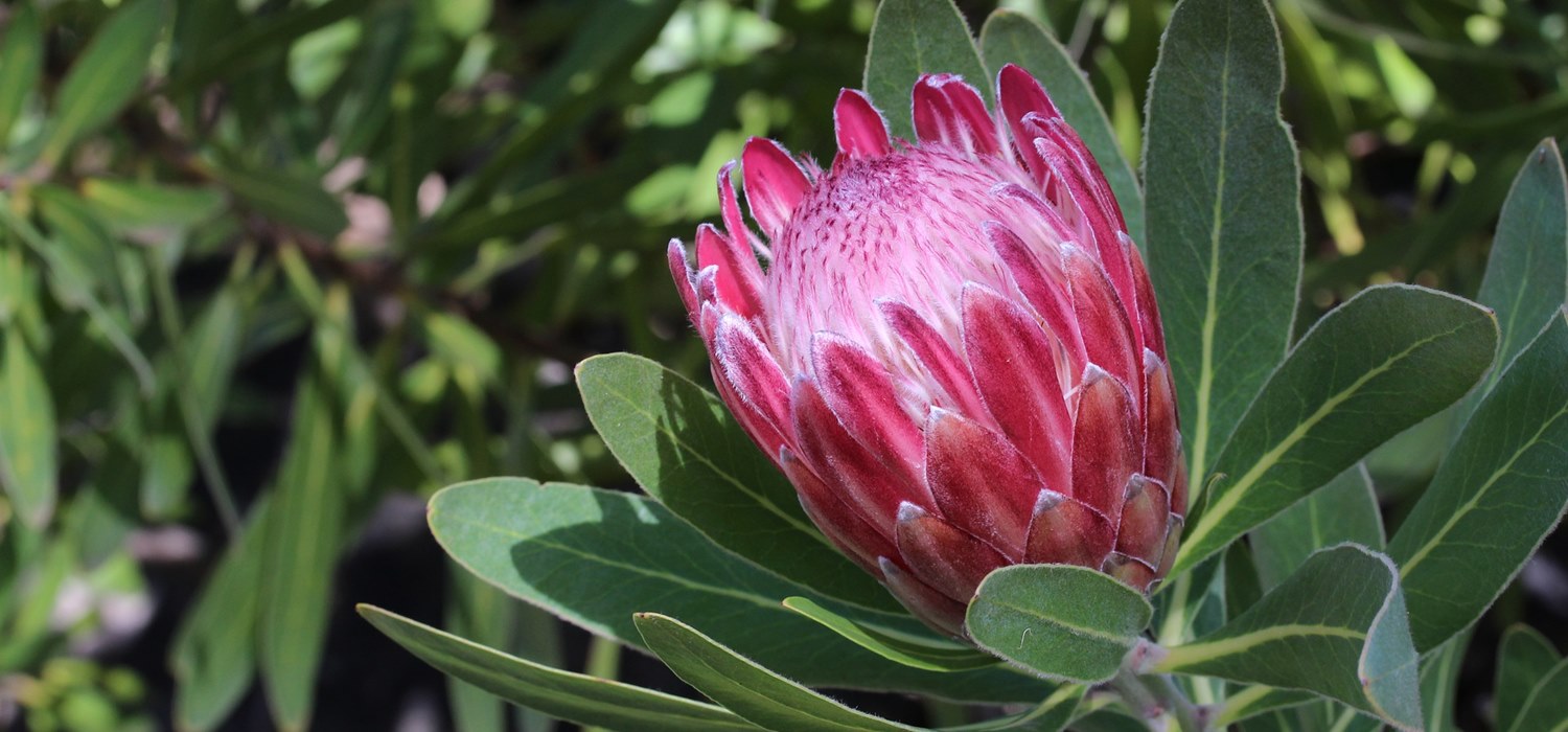 cara menanam bunga protea