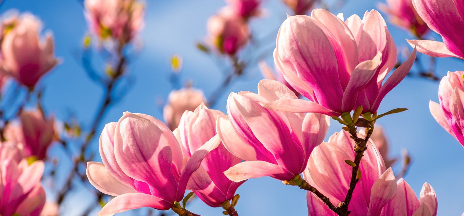 jenis bunga magnolia