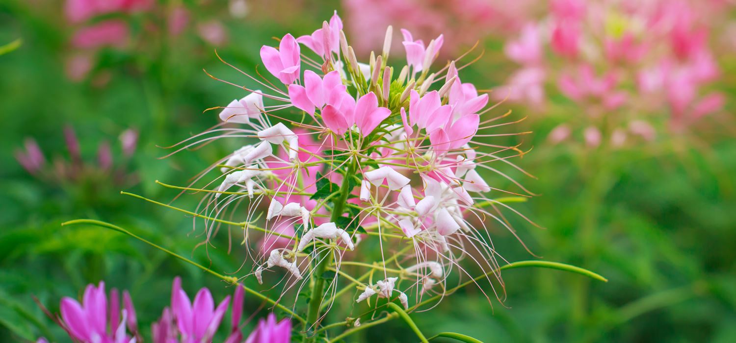 manfaat bunga cleome