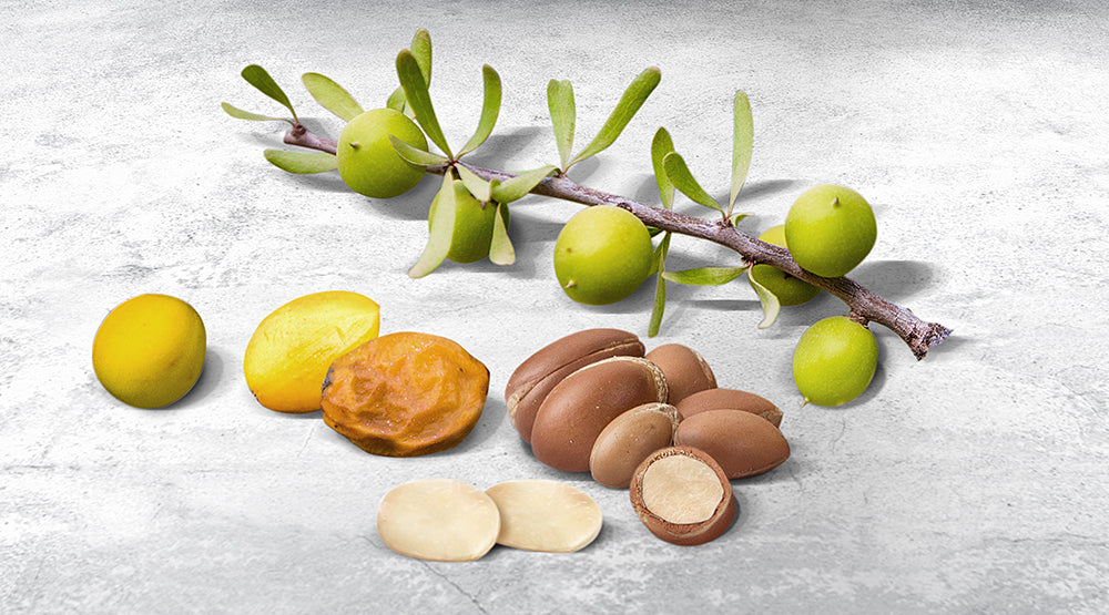 sarahandson-arganbaum-argan-nüsse-argansamen-arganfrucht_V01