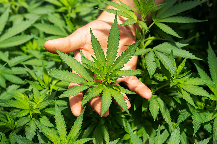 Hand in cannabis plant