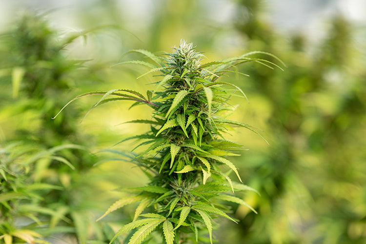 Cannabis Plant