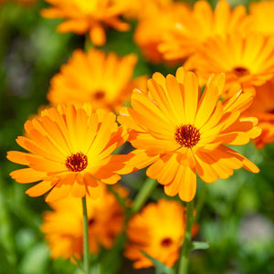 USES OF CALENDULA OFFICINALIS MOTHER TINCTURE