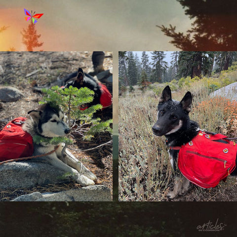 huskies thru hiking tahoe rim trail with backpacks