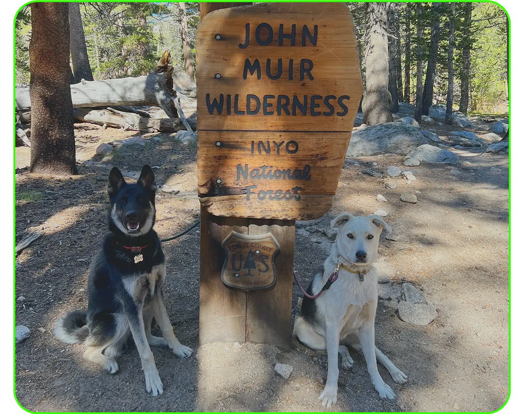 We recently went backpacking for a few days with our pups for the first time!  They've been on so many hiking adventures with us, it was a great way to prep them for a multi day trip. Our main focus was to find foods that were also lightweight.  No one wants to haul bags of kibble across the Sierras.  Correction, I don't want to haul bags of kibble across the Sierras.  Freeze dried was our way to go.  Though Takoda & Fox are fed a homemade diet, they get Open Farms kibble as a "snack" now and then.  So we decided to go with Open Farms line of freeze dried foods and didn't have to risk issues with introducing a totally new brand of food.  I would highly recommend incorporating their trail food a few months before your trip to be sure that your dog doesn't have any allergic reactions.  Based on our research, it's recommended to take 3x their normal food intake on any type of outdoor adventure. Obviously this will fluctuate based on your dogs activity level and their baseline hunger at home.    That being said Takoda & Fox are highly active to begin with, but are even more so on camping trips. I've learned through trial and error how much more food they need during our camping trips. This gave me a good idea of how much they would need on our backpacking trips, knowing they were going to be more active than when we just car camp.  Another weight saver were the dehydrated snacks. One of their favorite treats are sweet potato "chips" that Casey makes for them at home. These are relatively lightweight and also gives them something familiar from home when we're out on the road. You can also find freeze dried Salmon and Liver treats on Chewy.  Packets of Salmon are also another great option to save weight and a great protein source. Be sure it doesn't contain oil or added salt! I like to mix this in with their freeze dried food since it also contains a lot of sodium.  Talk to your vet about sodium intake for dogs.  Another option is to dehydrate your own food for them like turkey or beef jerky, liver treats, and veggies.  We also brought their daily multivitamin powder using zip lock baggies to store that in. Another powder source of calcium could be dehydrated goats milk or bone meal. You can easily make bone meal at home too. Both would be a great way to incorporate calcium.  What are your ultra light weight food choices for your dogs? We'd love to hear your experiences on the trail with your dogs or cats!    Follow @TakodaandFox on Instagram for more of their outdoor adventures 🐶🦊              We recently went backpacking for a few days with our pups for the first time!  They've been on so many hiking adventures with us, it was a great way to prep them for a multi day trip. Our main focus was to find foods that were also lightweight.  No one wants to haul bags of kibble across the Sierras.  Correction, I don't want to haul bags of kibble across the Sierras.  Freeze dried was our way to go.  Though Takoda & Fox are fed a homemade diet, they get Open Farms kibble as a "snack" now and then.  So we decided to go with Open Farms line of freeze dried foods and didn't have to risk issues with introducing a totally new brand of food.  I would highly recommend incorporating their trail food a few months before your trip to be sure that your dog doesn't have any allergic reactions.  Based on our research, it's recommended to take 3x their normal food intake on any type of outdoor adventure. Obviously this will fluctuate based on your dogs activity level and their baseline hunger at home.    That being said Takoda & Fox are highly active to begin with, but are even more so on camping trips. I've learned through trial and error how much more food they need during our camping trips. This gave me a good idea of how much they would need on our backpacking trips, knowing they were going to be more active than when we just car camp.  Another weight saver were the dehydrated snacks. One of their favorite treats are sweet potato "chips" that Casey makes for them at home. These are relatively lightweight and also gives them something familiar from home when we're out on the road. You can also find freeze dried Salmon and Liver treats on Chewy.  Packets of Salmon are also another great option to save weight and a great protein source. Be sure it doesn't contain oil or added salt! I like to mix this in with their freeze dried food since it also contains a lot of sodium.  Talk to your vet about sodium intake for dogs.  Another option is to dehydrate your own food for them like turkey or beef jerky, liver treats, and veggies.  We also brought their daily multivitamin powder using zip lock baggies to store that in. Another powder source of calcium could be dehydrated goats milk or bone meal. You can easily make bone meal at home too. Both would be a great way to incorporate calcium.  What are your ultra light weight food choices for your dogs? We'd love to hear your experiences on the trail with your dogs or cats!    Follow @TakodaandFox on Instagram for more of their outdoor adventures 🐶🦊              We recently went backpacking for a few days with our pups for the first time!  They've been on so many hiking adventures with us, it was a great way to prep them for a multi day trip. Our main focus was to find foods that were also lightweight.  No one wants to haul bags of kibble across the Sierras.  Correction, I don't want to haul bags of kibble across the Sierras.  Freeze dried was our way to go.  Though Takoda & Fox are fed a homemade diet, they get Open Farms kibble as a "snack" now and then.  So we decided to go with Open Farms line of freeze dried foods and didn't have to risk issues with introducing a totally new brand of food.  I would highly recommend incorporating their trail food a few months before your trip to be sure that your dog doesn't have any allergic reactions.  Based on our research, it's recommended to take 3x their normal food intake on any type of outdoor adventure. Obviously this will fluctuate based on your dogs activity level and their baseline hunger at home.    That being said Takoda & Fox are highly active to begin with, but are even more so on camping trips. I've learned through trial and error how much more food they need during our camping trips. This gave me a good idea of how much they would need on our backpacking trips, knowing they were going to be more active than when we just car camp.  Another weight saver were the dehydrated snacks. One of their favorite treats are sweet potato "chips" that Casey makes for them at home. These are relatively lightweight and also gives them something familiar from home when we're out on the road. You can also find freeze dried Salmon and Liver treats on Chewy.  Packets of Salmon are also another great option to save weight and a great protein source. Be sure it doesn't contain oil or added salt! I like to mix this in with their freeze dried food since it also contains a lot of sodium.  Talk to your vet about sodium intake for dogs.  Another option is to dehydrate your own food for them like turkey or beef jerky, liver treats, and veggies.  We also brought their daily multivitamin powder using zip lock baggies to store that in. Another powder source of calcium could be dehydrated goats milk or bone meal. You can easily make bone meal at home too. Both would be a great way to incorporate calcium.  What are your ultra light weight food choices for your dogs? We'd love to hear your experiences on the trail with your dogs or cats!    Follow @TakodaandFox on Instagram for more of their outdoor adventures 🐶🦊              We recently went backpacking for a few days with our pups for the first time!  They've been on so many hiking adventures with us, it was a great way to prep them for a multi day trip. Our main focus was to find foods that were also lightweight.  No one wants to haul bags of kibble across the Sierras.  Correction, I don't want to haul bags of kibble across the Sierras.  Freeze dried was our way to go.  Though Takoda & Fox are fed a homemade diet, they get Open Farms kibble as a "snack" now and then.  So we decided to go with Open Farms line of freeze dried foods and didn't have to risk issues with introducing a totally new brand of food.  I would highly recommend incorporating their trail food a few months before your trip to be sure that your dog doesn't have any allergic reactions.  Based on our research, it's recommended to take 3x their normal food intake on any type of outdoor adventure. Obviously this will fluctuate based on your dogs activity level and their baseline hunger at home.    That being said Takoda & Fox are highly active to begin with, but are even more so on camping trips. I've learned through trial and error how much more food they need during our camping trips. This gave me a good idea of how much they would need on our backpacking trips, knowing they were going to be more active than when we just car camp.  Another weight saver were the dehydrated snacks. One of their favorite treats are sweet potato "chips" that Casey makes for them at home. These are relatively lightweight and also gives them something familiar from home when we're out on the road. You can also find freeze dried Salmon and Liver treats on Chewy.  Packets of Salmon are also another great option to save weight and a great protein source. Be sure it doesn't contain oil or added salt! I like to mix this in with their freeze dried food since it also contains a lot of sodium.  Talk to your vet about sodium intake for dogs.  Another option is to dehydrate your own food for them like turkey or beef jerky, liver treats, and veggies.  We also brought their daily multivitamin powder using zip lock baggies to store that in. Another powder source of calcium could be dehydrated goats milk or bone meal. You can easily make bone meal at home too. Both would be a great way to incorporate calcium.  What are your ultra light weight food choices for your dogs? We'd love to hear your experiences on the trail with your dogs or cats!    Follow @TakodaandFox on Instagram for more of their outdoor adventures 🐶🦊              We recently went backpacking for a few days with our pups for the first time!  They've been on so many hiking adventures with us, it was a great way to prep them for a multi day trip. Our main focus was to find foods that were also lightweight.  No one wants to haul bags of kibble across the Sierras.  Correction, I don't want to haul bags of kibble across the Sierras.  Freeze dried was our way to go.  Though Takoda & Fox are fed a homemade diet, they get Open Farms kibble as a "snack" now and then.  So we decided to go with Open Farms line of freeze dried foods and didn't have to risk issues with introducing a totally new brand of food.  I would highly recommend incorporating their trail food a few months before your trip to be sure that your dog doesn't have any allergic reactions.  Based on our research, it's recommended to take 3x their normal food intake on any type of outdoor adventure. Obviously this will fluctuate based on your dogs activity level and their baseline hunger at home.    That being said Takoda & Fox are highly active to begin with, but are even more so on camping trips. I've learned through trial and error how much more food they need during our camping trips. This gave me a good idea of how much they would need on our backpacking trips, knowing they were going to be more active than when we just car camp.  Another weight saver were the dehydrated snacks. One of their favorite treats are sweet potato "chips" that Casey makes for them at home. These are relatively lightweight and also gives them something familiar from home when we're out on the road. You can also find freeze dried Salmon and Liver treats on Chewy.  Packets of Salmon are also another great option to save weight and a great protein source. Be sure it doesn't contain oil or added salt! I like to mix this in with their freeze dried food since it also contains a lot of sodium.  Talk to your vet about sodium intake for dogs.  Another option is to dehydrate your own food for them like turkey or beef jerky, liver treats, and veggies.  We also brought their daily multivitamin powder using zip lock baggies to store that in. Another powder source of calcium could be dehydrated goats milk or bone meal. You can easily make bone meal at home too. Both would be a great way to incorporate calcium.  What are your ultra light weight food choices for your dogs? We'd love to hear your experiences on the trail with your dogs or cats!    Follow @TakodaandFox on Instagram for more of their outdoor adventures 🐶🦊              We recently went backpacking for a few days with our pups for the first time!  They've been on so many hiking adventures with us, it was a great way to prep them for a multi day trip. Our main focus was to find foods that were also lightweight.  No one wants to haul bags of kibble across the Sierras.  Correction, I don't want to haul bags of kibble across the Sierras.  Freeze dried was our way to go.  Though Takoda & Fox are fed a homemade diet, they get Open Farms kibble as a "snack" now and then.  So we decided to go with Open Farms line of freeze dried foods and didn't have to risk issues with introducing a totally new brand of food.  I would highly recommend incorporating their trail food a few months before your trip to be sure that your dog doesn't have any allergic reactions.  Based on our research, it's recommended to take 3x their normal food intake on any type of outdoor adventure. Obviously this will fluctuate based on your dogs activity level and their baseline hunger at home.    That being said Takoda & Fox are highly active to begin with, but are even more so on camping trips. I've learned through trial and error how much more food they need during our camping trips. This gave me a good idea of how much they would need on our backpacking trips, knowing they were going to be more active than when we just car camp.  Another weight saver were the dehydrated snacks. One of their favorite treats are sweet potato "chips" that Casey makes for them at home. These are relatively lightweight and also gives them something familiar from home when we're out on the road. You can also find freeze dried Salmon and Liver treats on Chewy.  Packets of Salmon are also another great option to save weight and a great protein source. Be sure it doesn't contain oil or added salt! I like to mix this in with their freeze dried food since it also contains a lot of sodium.  Talk to your vet about sodium intake for dogs.  Another option is to dehydrate your own food for them like turkey or beef jerky, liver treats, and veggies.  We also brought their daily multivitamin powder using zip lock baggies to store that in. Another powder source of calcium could be dehydrated goats milk or bone meal. You can easily make bone meal at home too. Both would be a great way to incorporate calcium.  What are your ultra light weight food choices for your dogs? We'd love to hear your experiences on the trail with your dogs or cats!    Follow @TakodaandFox on Instagram for more of their outdoor adventures 🐶🦊              We recently went backpacking for a few days with our pups for the first time!  They've been on so many hiking adventures with us, it was a great way to prep them for a multi day trip. Our main focus was to find foods that were also lightweight.  No one wants to haul bags of kibble across the Sierras.  Correction, I don't want to haul bags of kibble across the Sierras.  Freeze dried was our way to go.  Though Takoda & Fox are fed a homemade diet, they get Open Farms kibble as a "snack" now and then.  So we decided to go with Open Farms line of freeze dried foods and didn't have to risk issues with introducing a totally new brand of food.  I would highly recommend incorporating their trail food a few months before your trip to be sure that your dog doesn't have any allergic reactions.  Based on our research, it's recommended to take 3x their normal food intake on any type of outdoor adventure. Obviously this will fluctuate based on your dogs activity level and their baseline hunger at home.    That being said Takoda & Fox are highly active to begin with, but are even more so on camping trips. I've learned through trial and error how much more food they need during our camping trips. This gave me a good idea of how much they would need on our backpacking trips, knowing they were going to be more active than when we just car camp.  Another weight saver were the dehydrated snacks. One of their favorite treats are sweet potato "chips" that Casey makes for them at home. These are relatively lightweight and also gives them something familiar from home when we're out on the road. You can also find freeze dried Salmon and Liver treats on Chewy.  Packets of Salmon are also another great option to save weight and a great protein source. Be sure it doesn't contain oil or added salt! I like to mix this in with their freeze dried food since it also contains a lot of sodium.  Talk to your vet about sodium intake for dogs.  Another option is to dehydrate your own food for them like turkey or beef jerky, liver treats, and veggies.  We also brought their daily multivitamin powder using zip lock baggies to store that in. Another powder source of calcium could be dehydrated goats milk or bone meal. You can easily make bone meal at home too. Both would be a great way to incorporate calcium.  What are your ultra light weight food choices for your dogs? We'd love to hear your experiences on the trail with your dogs or cats!    Follow @TakodaandFox on Instagram for more of their outdoor adventures 🐶🦊