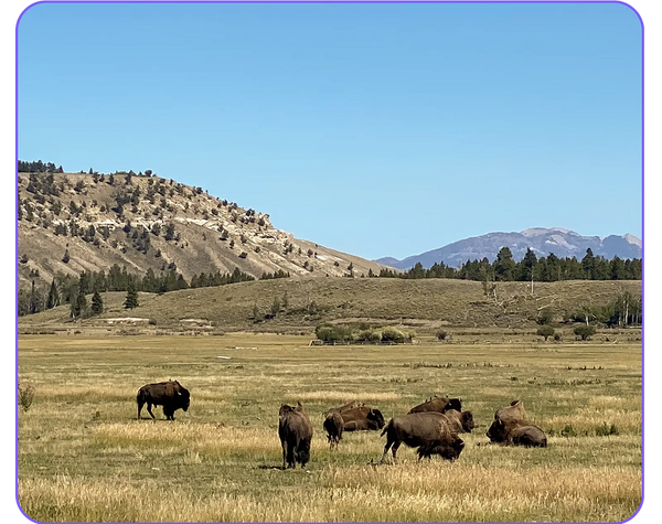 buffalo grazing in Jackson Wyoming