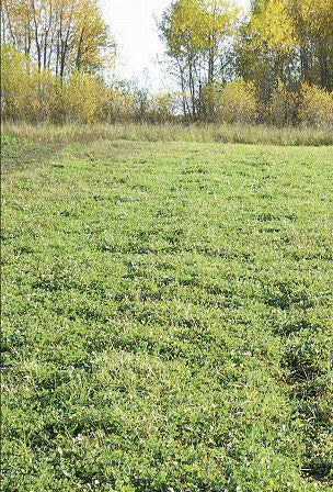 BioLogic clover, alfalfa, chicory