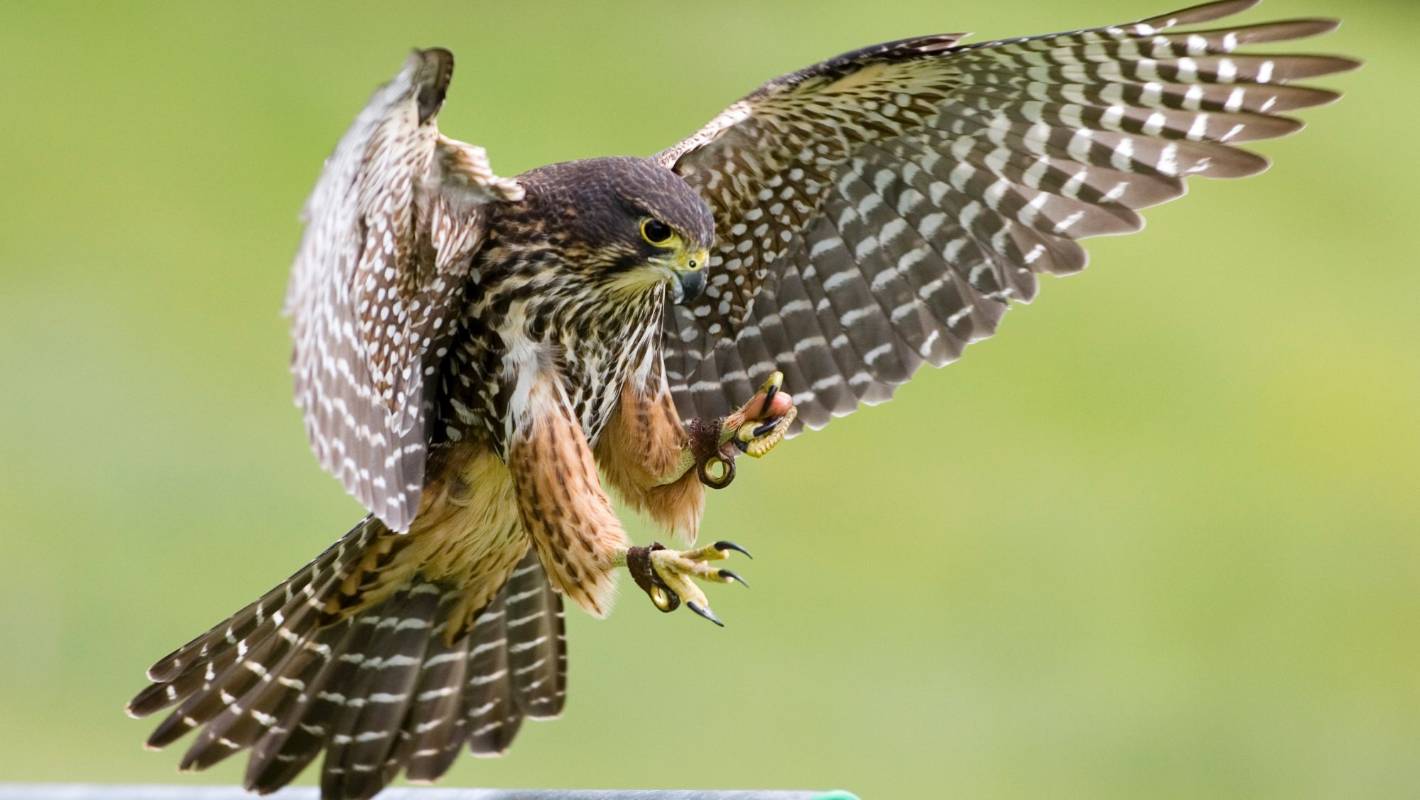 It is usually the young juvenile falcons that are literally starving to death that go for anything they can catch