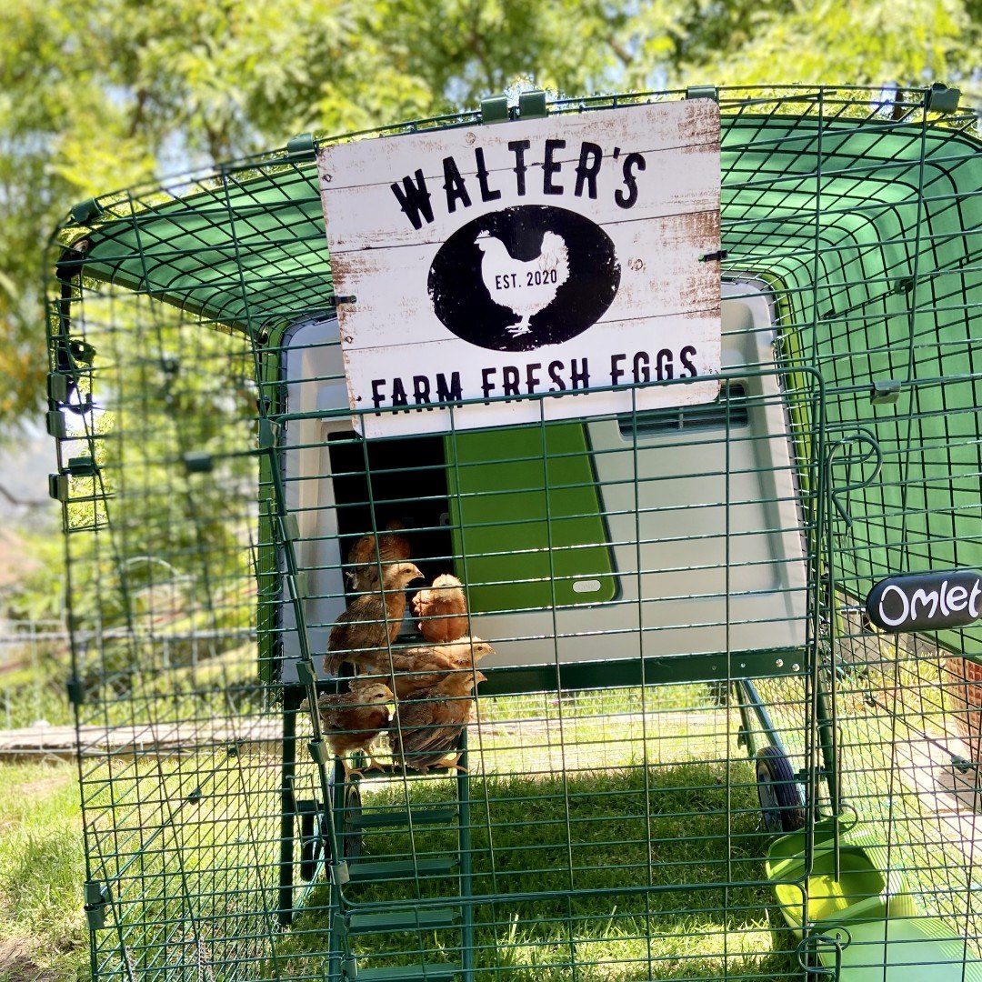Name your Coop! The joys of raising your own flock in a Cube Chicken Coop
