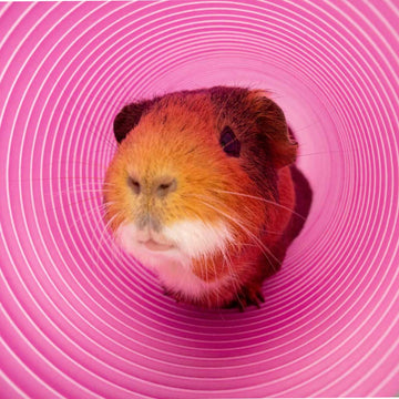 Guinea pig tunnel