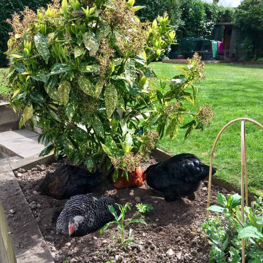 Dust-bathing is an important social event with flock members collecting together to engage in this mutual activity. Dust bathing is an important social event for your flock