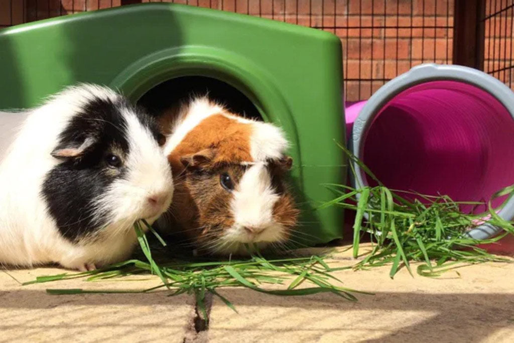 Happy guinea pigs nibbling on grass