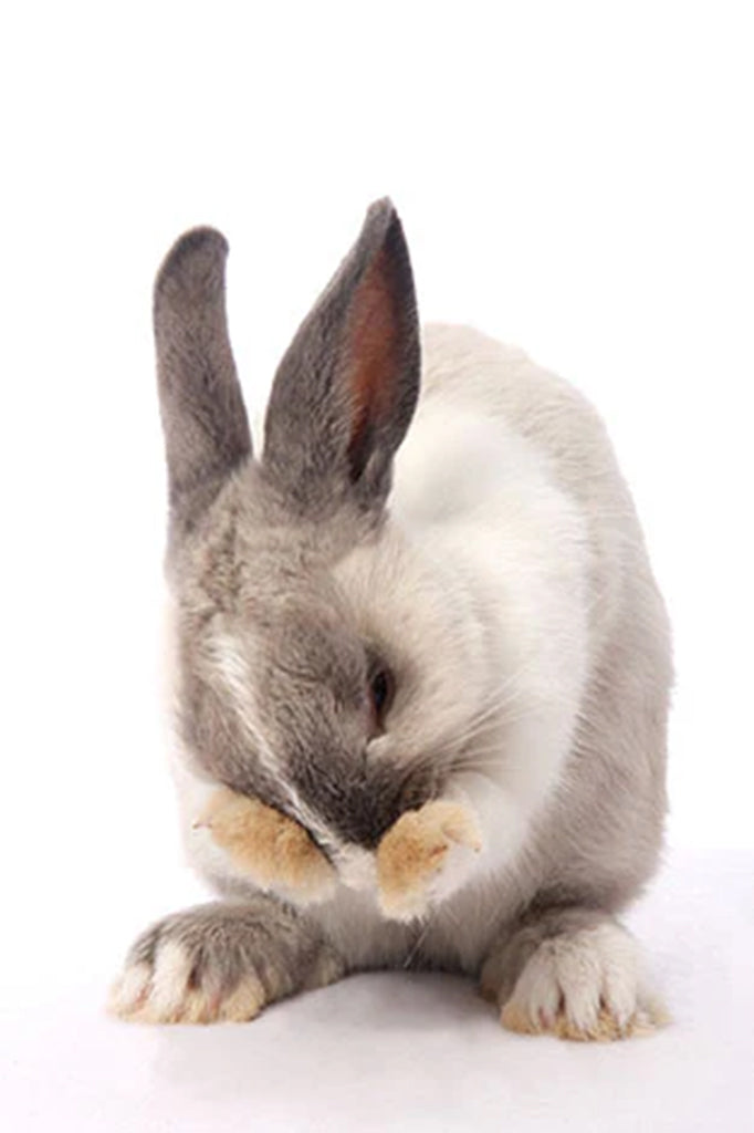 Rabbit self grooming
