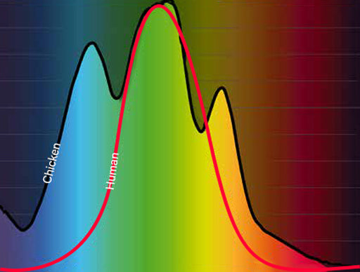 chickens eyes have the three basic colour cones as do humans, but also an ultra violet light cone