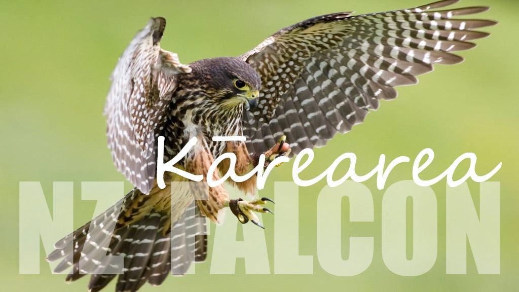 NZ Falcon