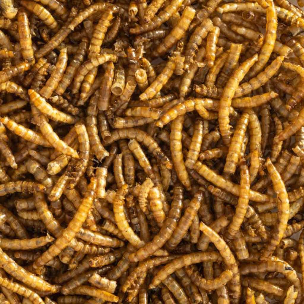 Mealworms