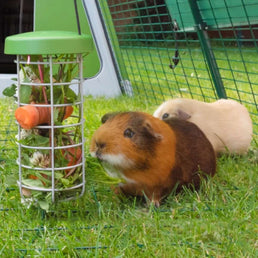 caddi fresh food feeder for guinea pigs