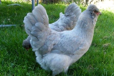 Chicken Breeds – Appletons