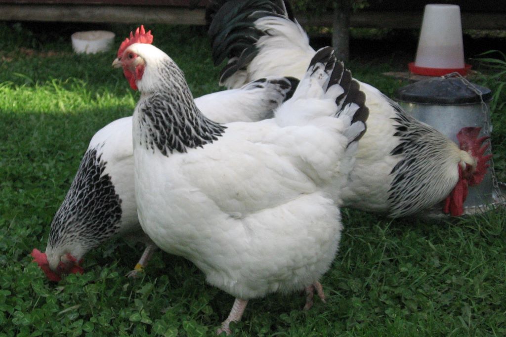 Chicken Breeds – Appletons