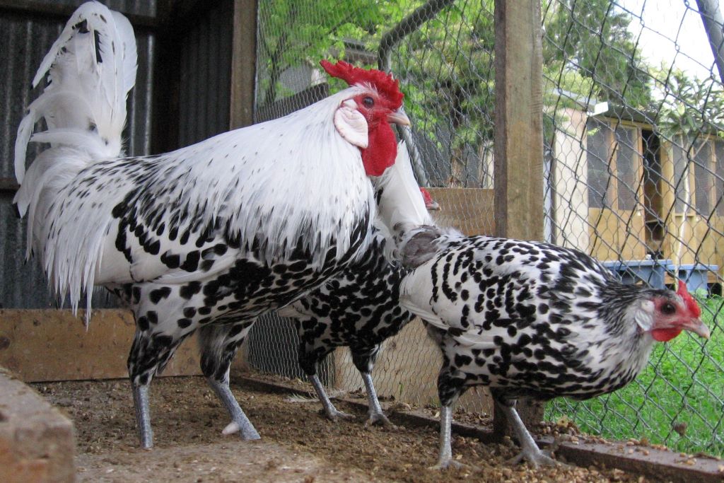 Chicken Breeds – Appletons