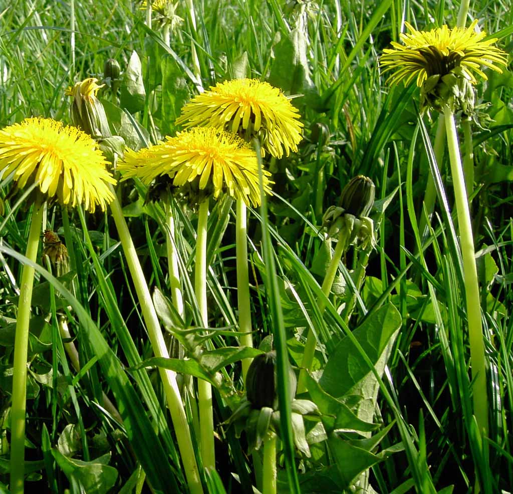 Dandelion