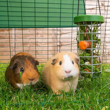 guinea pigs feeding from a treat caddi