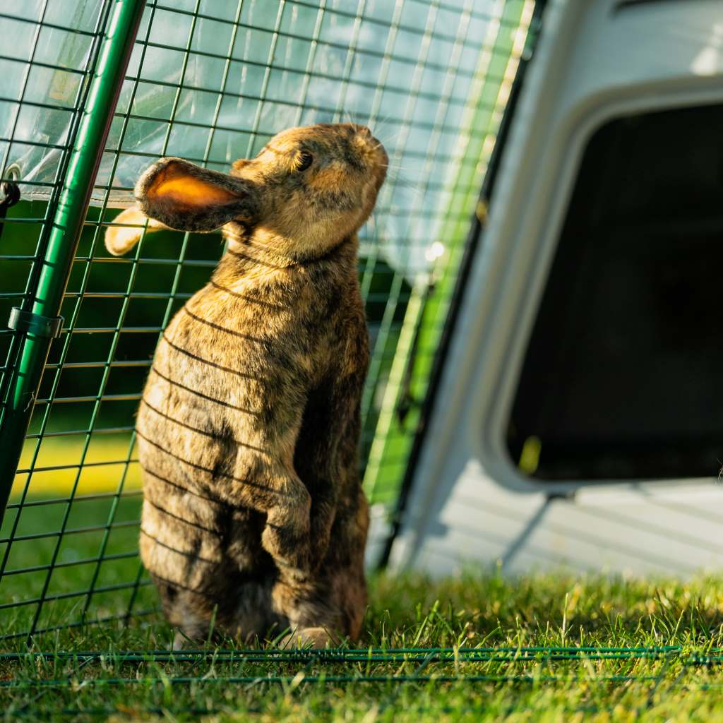 There is lots of upright space for your bunnies to stand in the Eglu Go run