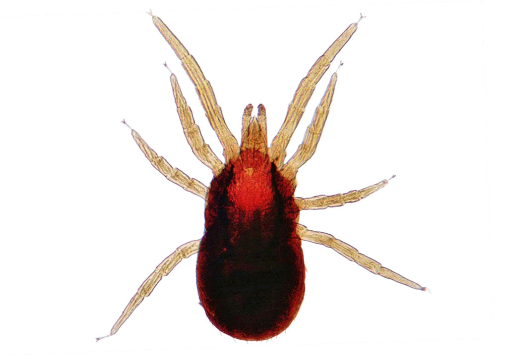 Poultry red mite magnified