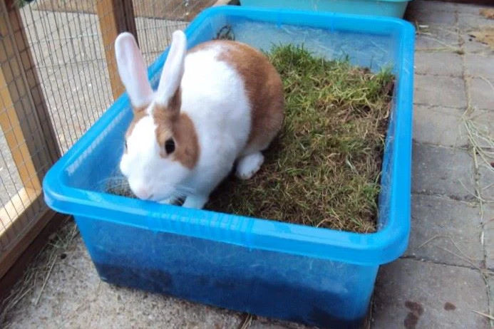 Rabbit in digging box