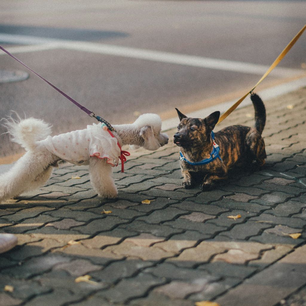 Dogs love to sniff on walks