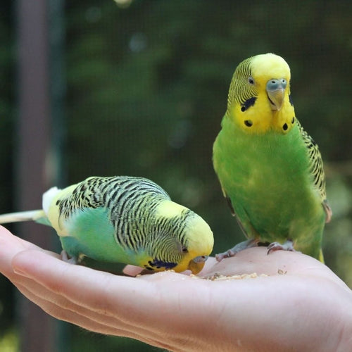 Once finger-trained, your budgie will be manageable outside the cage