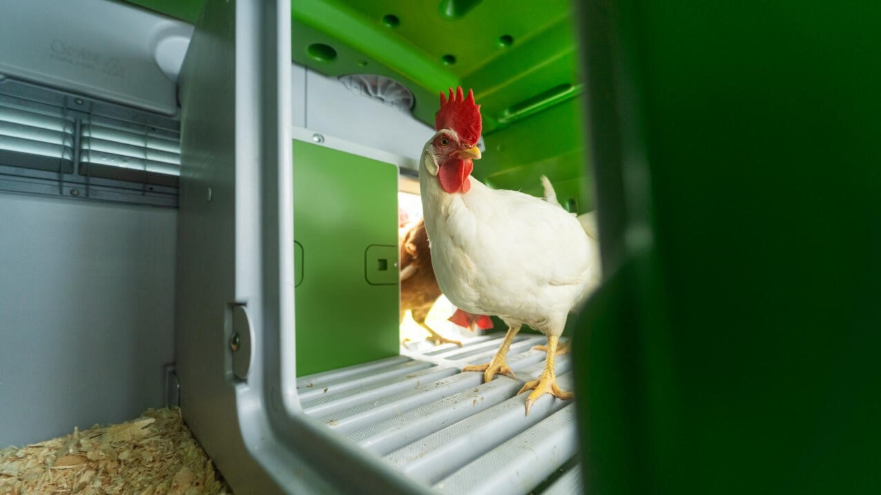 Hen inside an Eglu Cube Chicken Coop