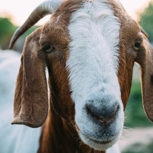 Appletons Boer Goat
