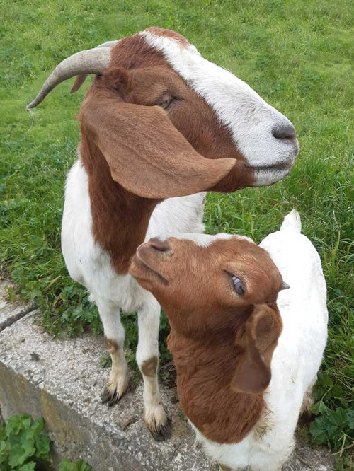 Appletons-Boer-Goats