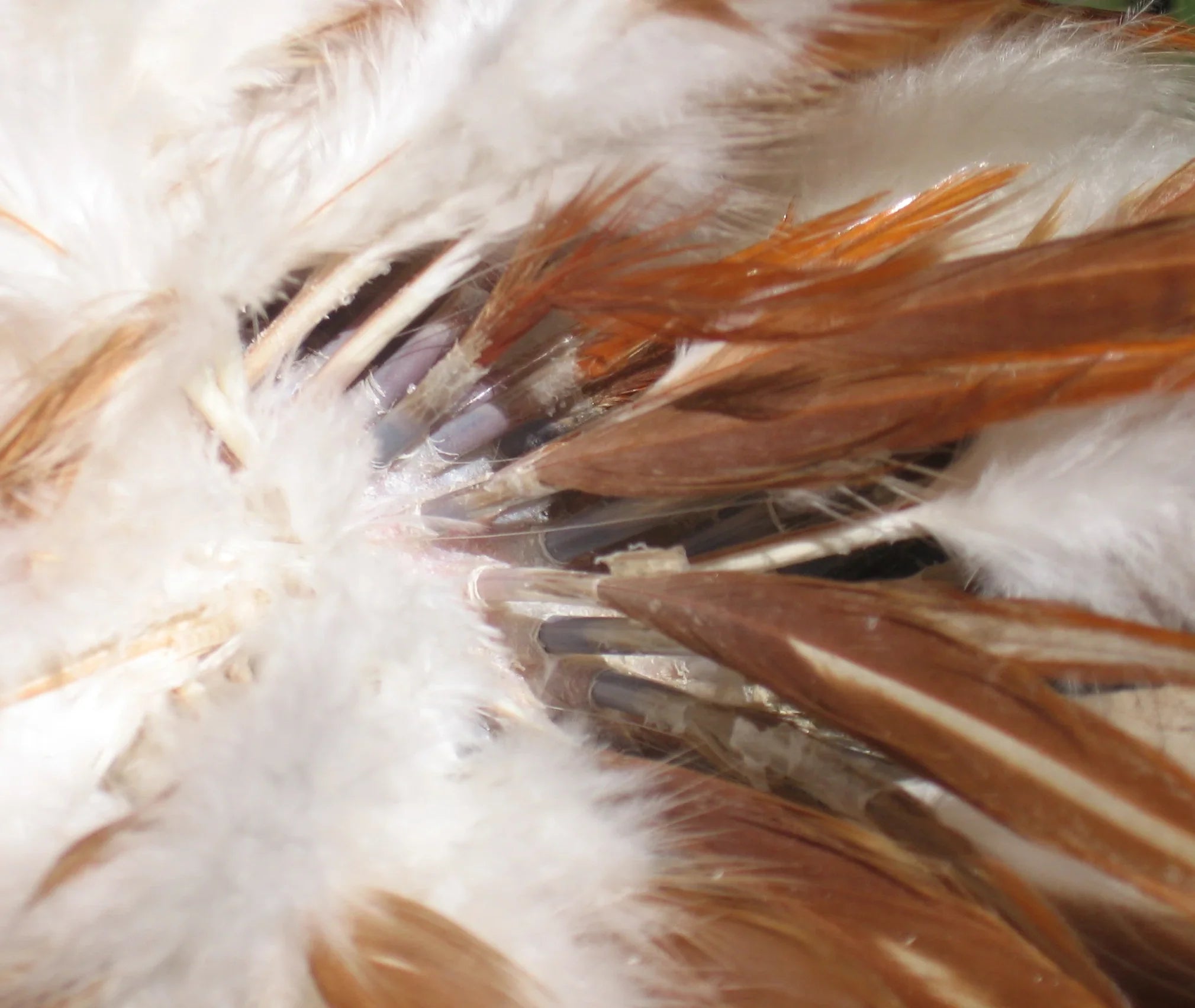 Appletons close up on feather during the moult