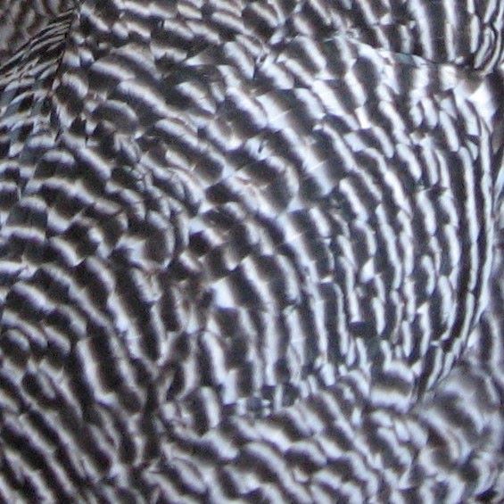 Barred Plymouth Rock