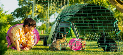 Boy playing with rabbits inside the Omlet Eglu Go rabbit hutch