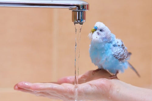 Budgies will bathe whenever they want to, and you’ll get to know your own bird’s preferences