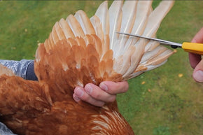How to clip a chickens wing
