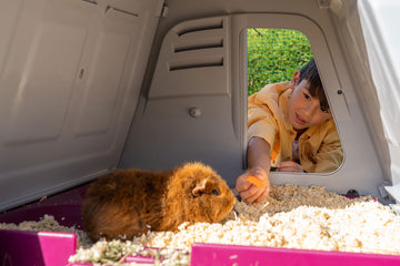 The Eglu Go Hutch is ideal for guinea pigs